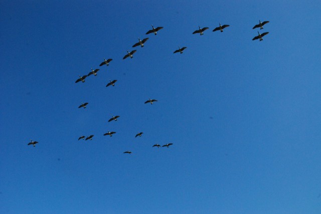 01e8df14bd45b972b1d3681f20e68526_1507258